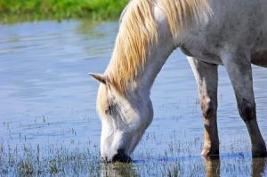 White horse drinking water