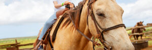 A boy riding a horse during his therapeutic horse-riding program