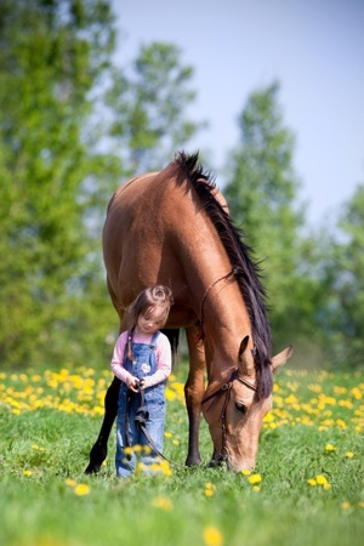 Why Horses Are Loyal Companions - Deer Creek Structures