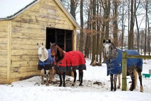 Winter Horse Blankets