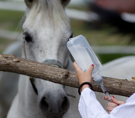 horse about to get a shot
