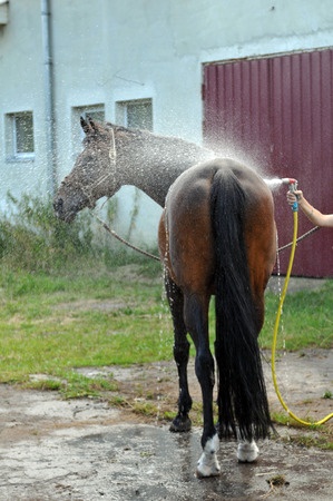Horse getting clean