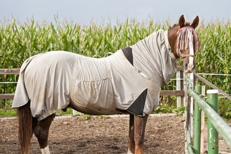 Horse in stable