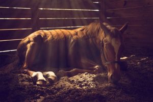 warm winter horse bedding