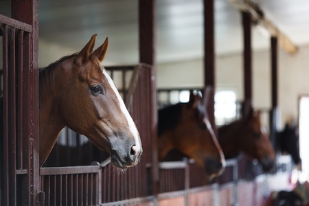 Horse Barn with horses leaning over gate