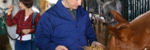 Man in working clothes feeding horse with hay at stable
