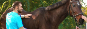 A potential horse owner has a horse checked by a veterinarian before deciding the horse is fit to bring home.