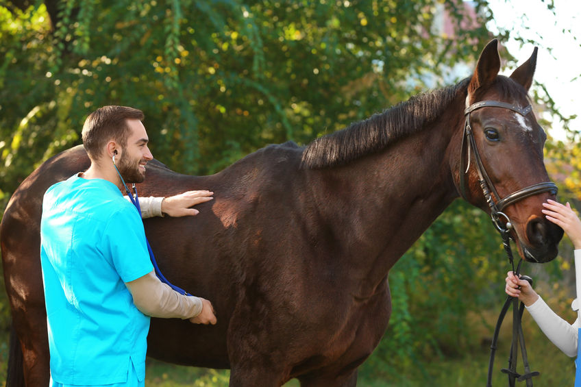 A potential horse owner has a horse checked by a veterinarian before deciding the horse is fit to bring home.