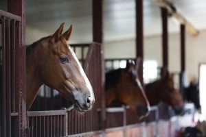 boarding horses