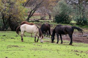 herd of horses