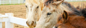 Horses with skin problem