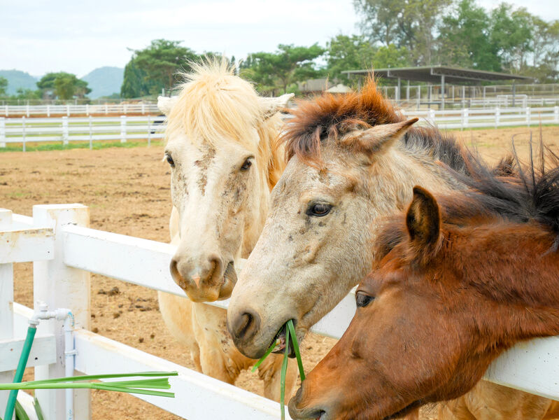 Horses with skin problem