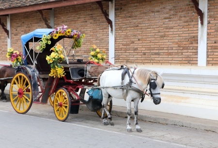 Horse pulling buggy
