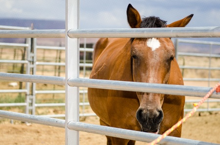 Horse in stable