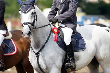 Show Horse