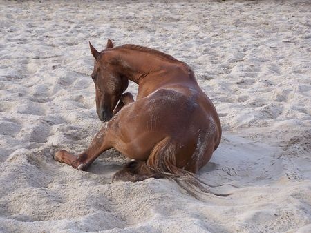 Horse playing in the sand