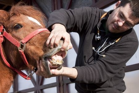 man showing horse's teeth