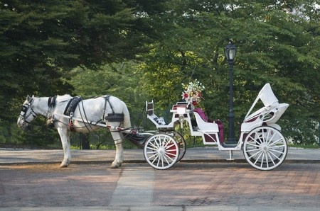 Horse with carriage
