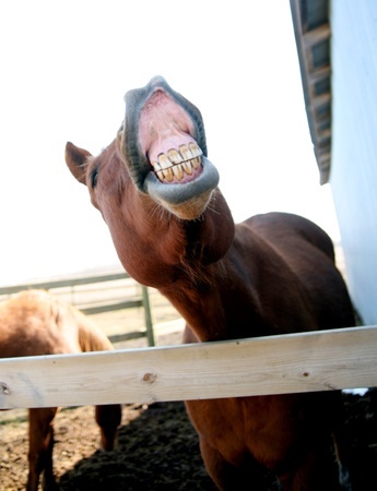 Horse smiling