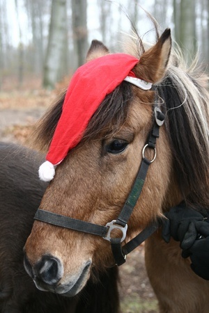 Horse with santa hat