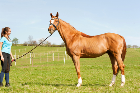Horse & Trainer