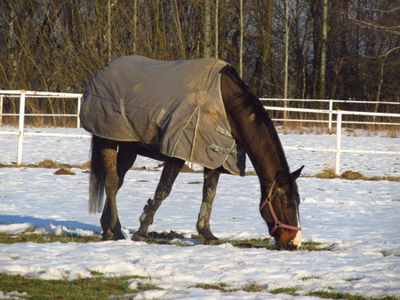 Horse with coat grazing in the snow