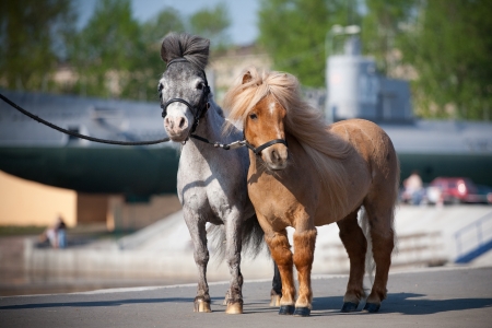 mini horses