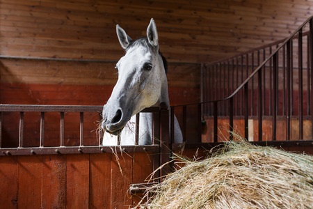 White Horse Eating Hay