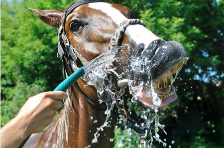Horse drinking water