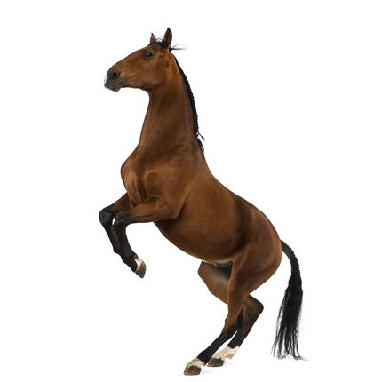 Horse Standing up