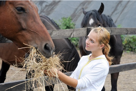 Horse eating hay