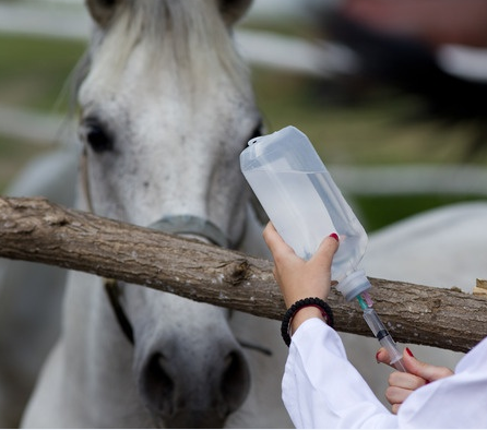 Horse about to get a shot