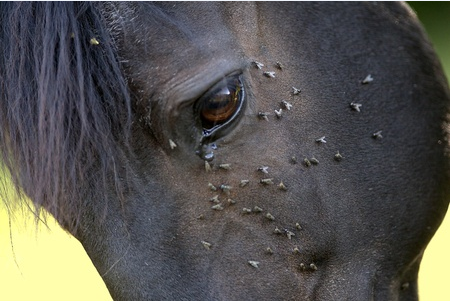 Flys on Horse