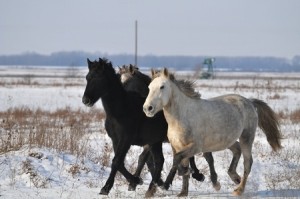 Horse Industry Rebounding