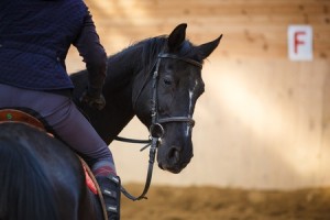 Reasons for Horse Behavior Problems