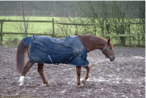 Horses in Spring Season