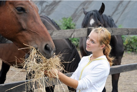 Horse Behavior 