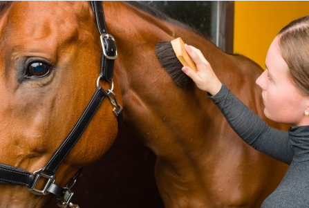 Horse being brushed