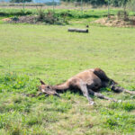 Overheated horse laying down in grass having heat stroke