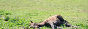 Overheated horse laying down in grass having heat stroke