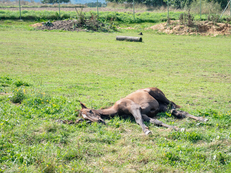 Overheated horse laying down in grass having heat stroke