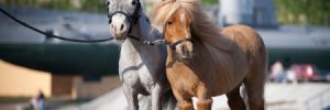 In Arizona, Miniature Horses Will Soon Become Service Animals