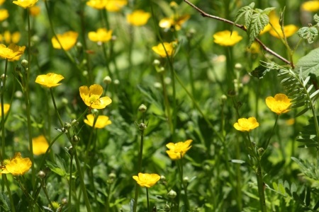 Buttercups