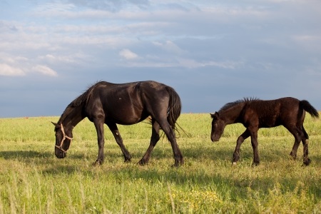 horses grazing