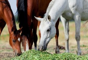 horses grazing