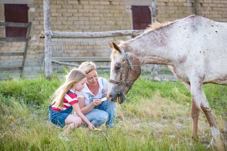 Horse being fed an apple