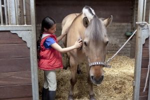 Horse getting brushed by little girl