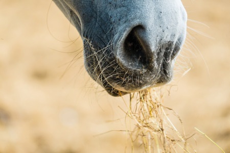 Horse eating hay