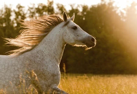 Horse Galloping in Field