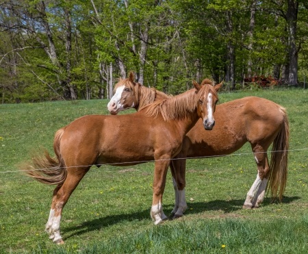 Horses in Field
